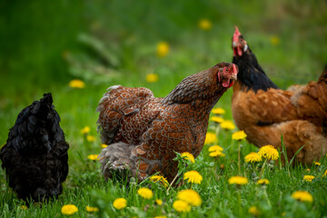 Hen in a spring meadow