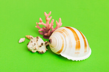 Beach seashells on colored background. Mock up with copy space