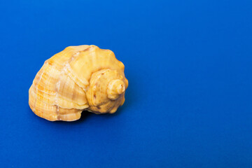 Beach seashells on colored background. Mock up with copy space