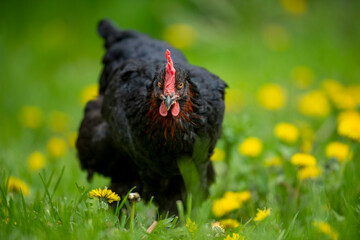 Hen in a spring meadow