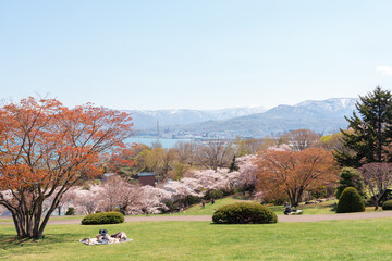 View of Otaru Temiya park with cherry blossoms of spring in Hokkaido, Japan