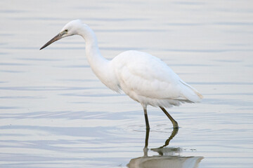 The little egret (Egretta garzetta) is a species of small heron common in aiguamolls emporda girona spain