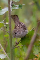 house sparrow, (Passer domesticus), most abundant small birds, common in aiguamolls emporda girona spain mediterranean