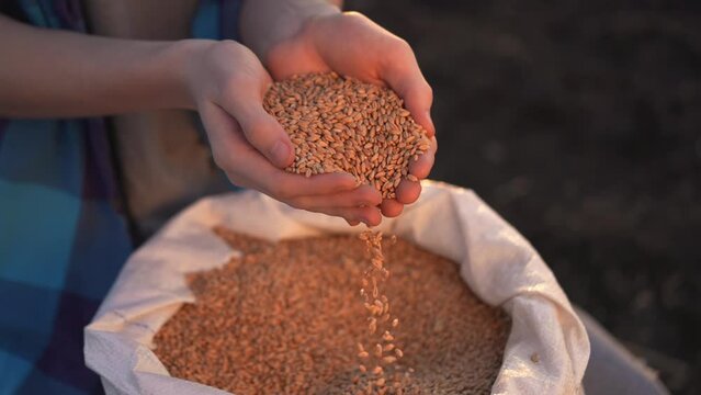 agriculture. farmer holding grain barley wheat close-up slow motion video. agriculture business concept. farmer is going to sow barley grain next to bag of grain for soil sowing crop in agricultural