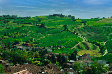Fototapeta na wymiar Vineyard in Italian countryside