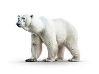 Photo polar bear isolated on a white background