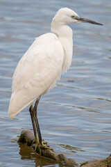 The little egret (Egretta garzetta) is a species of small heron common in aiguamolls emporda girona spain