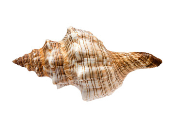 Seashell. Summertime concept. Flat lay composition with beautiful sea shell isolated over a transparent background, top view, mockup.