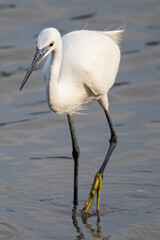 The little egret (Egretta garzetta) is a species of small heron common in aiguamolls emporda girona spain