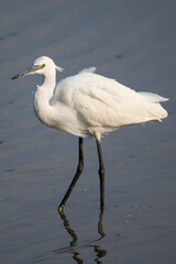 The little egret (Egretta garzetta) is a species of small heron common in aiguamolls emporda girona spain