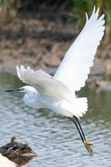 The little egret (Egretta garzetta) is a species of small heron common in aiguamolls emporda girona spain