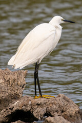 The little egret (Egretta garzetta) is a species of small heron common in aiguamolls emporda girona spain
