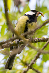 great tit�(Parus major) passerine bird in the tit family Paridae common in aiguamolls emporda girona spain