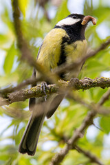 great tit?(Parus major) passerine bird in the tit family Paridae common in aiguamolls emporda girona spain