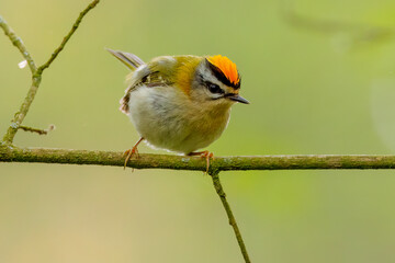 Obraz premium Firecrest