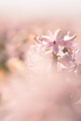 Macro close up of powdery pink, rose hyacinth with soft bokeh