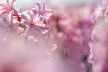 Macro close up of bright pink, rose hyacinth with soft bokeh