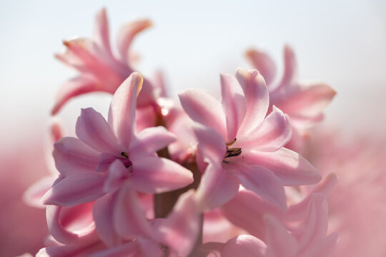 Macro close up of bright pink, rose hyacinth with soft bokeh © Daria