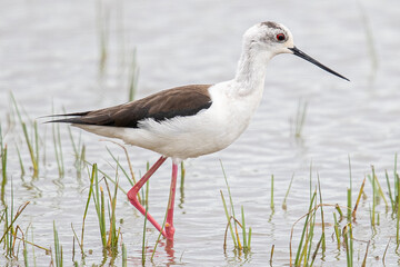 Black-winged Himantopus himantopus Recurvirostridae family and genus Himantopus common bird in aiguamolls emporda girona spain