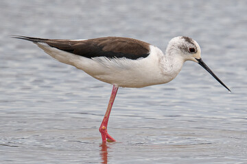 Black-winged Himantopus himantopus Recurvirostridae family and genus Himantopus common bird in aiguamolls emporda girona spain