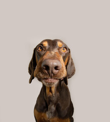 Portrait vizsla puppy dog with angru funny expression face. Isolated on grey white background