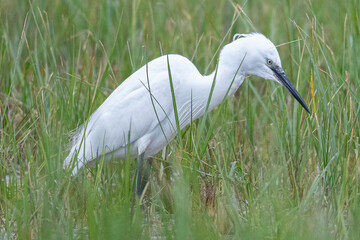 The little egret (Egretta garzetta) is a species of small heron common in aiguamolls emporda girona spain