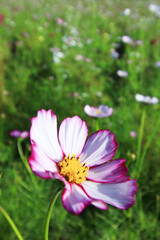 日本　秋の花　コスモスの写真