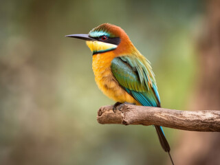 Closeup shot of a beautiful bee-eater bird