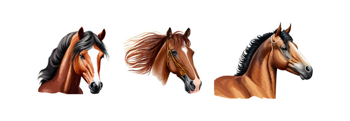 Set of colorful portraits of horses breeds. Vector illustration design.