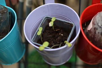 Seedling in a cute pot filled with compost