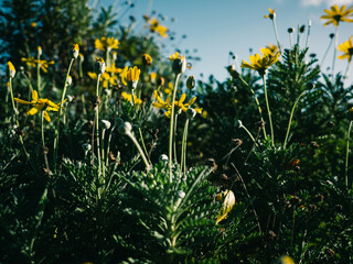 flowers in the garden
