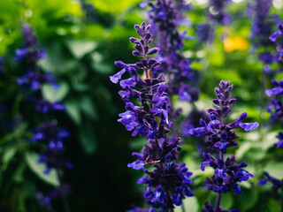 flowers in the garden