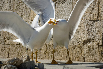 the bird shuts up the beak of the another, funny battle of seagulls