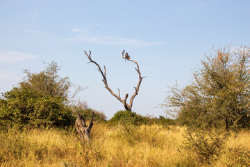 Baboon in dead tree, Kruger National Park