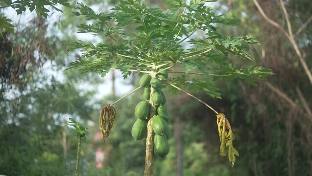 papaya tree with fruits full shot