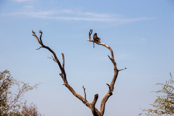 Baboon in a tree, Kruger National Park