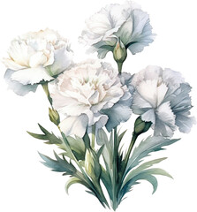 Beautiful carnation bouquet of white carnation flowers, watercolor illustration
