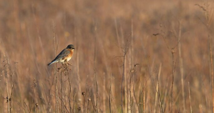 Blue bird in meadow. Fall colors in open field. 