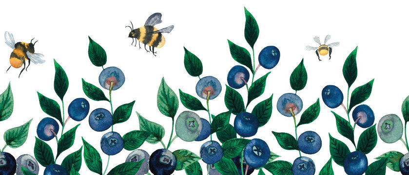 Seamless watercolour blueberry border with berries, leaves, bumblebee hand drawn isolated on white.