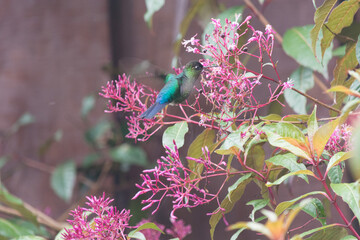 Fliegender Kolibri