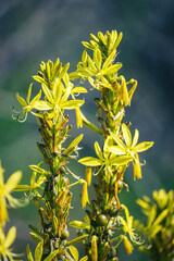 Asphodeline lutea, Yellow Asphodel, flower on green blurred background