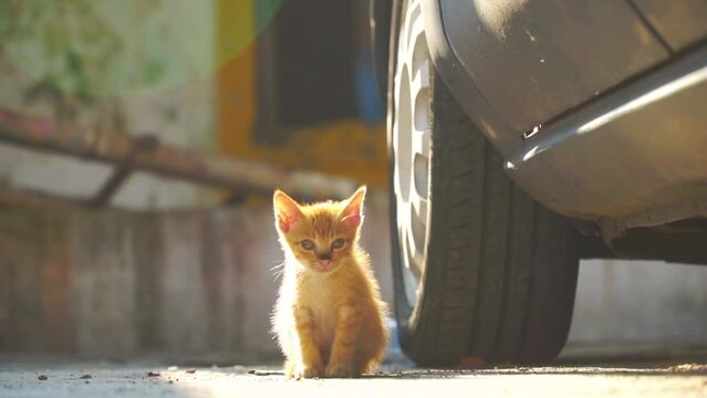 Orange domestic cat basking in the sun and sitting beside the car looking at the camera. Kitten on the car garage. Close up 4k on the head of kitten
