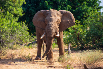 Fototapeta na wymiar Bull Elephant, Kruger National Park