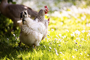 Healthy free range chicken on grass