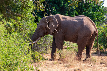Fototapeta premium Bull Elephant, Kruger National Park