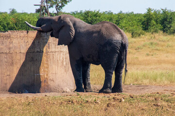 Elephant at tank, Kruger National Park