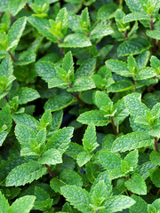 fresh mint, plant taken full picture
