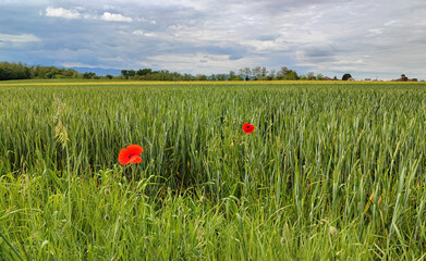 poppy flower in a field