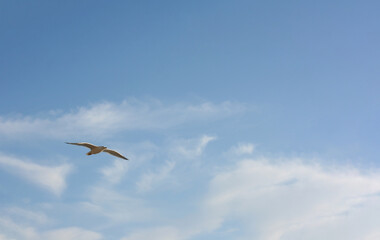 Goeland flying in the blue sky