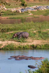 Naklejka na ściany i meble Hippos by water, Kruger National Park